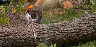 Professional Tree Services in Brockport, NY