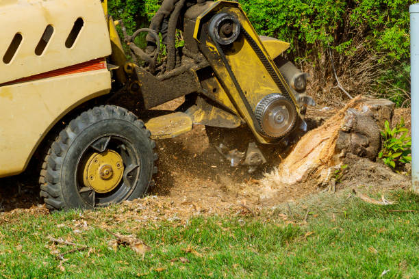 Best Lawn Grading and Leveling  in Brockport, NY