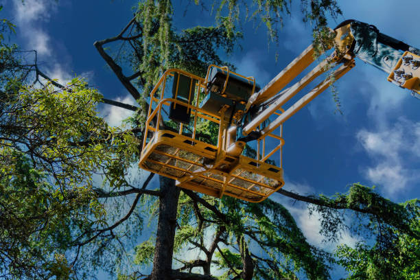 Best Fruit Tree Pruning  in Brockport, NY