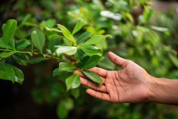 Best Arborist Consultation Services  in Brockport, NY