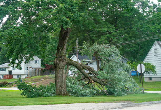 Best Leaf Removal  in Brockport, NY