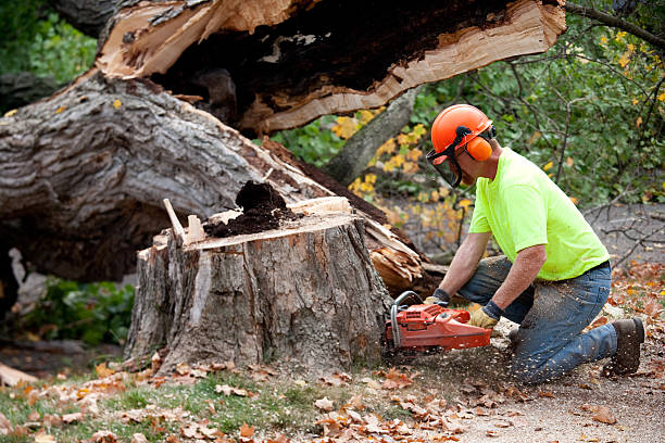 Best Lawn Maintenance Plans  in Brockport, NY