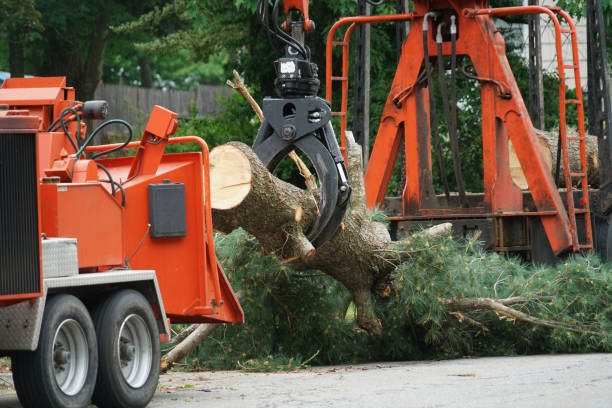 Best Lawn Mowing  in Brockport, NY