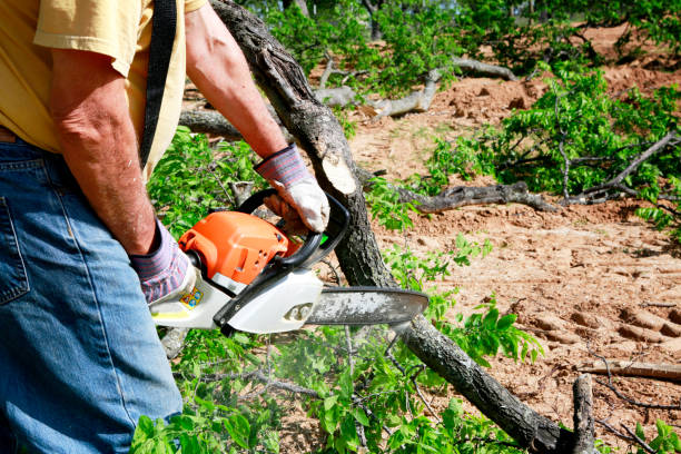 Best Tree Maintenance Programs  in Brockport, NY